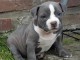 Magnifique et adorable chiot american bully