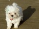 Magnifique et adorable chiot bichon maltais