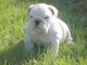 Magnifique et adorable chiot bulldog anglais