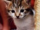 Chatons Bengal loof disponible de suite