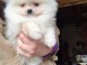 chiot spitz-spitz-nain-pomeranie trois mois