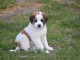 chiot saint bernard trois mois