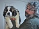 chiot saint bernard trois mois