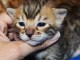 Chatons Bengal loof disponible de suite