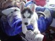 Adorable husky sibérien mâle et femelle à adopter