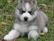 chiot husky trois mois