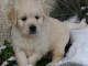 chiot golden-retriever trois mois