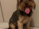 Donne chiot type Yorkshire Terrier,