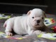 Petite Chiot Bulldog Anglais femelle à donner