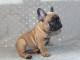 Chiot type Bouledogue français Femelle à donner