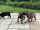 Chiot berger allemand pour nouvelle maison