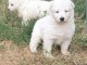 chiots berger blanc suisse