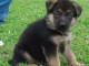 Magnifique et adorable chiot berger allemand