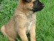 Magnifique et adorable chiot berger belge