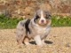 Magnifique et adorable chiot berger australien