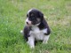 Magnifique et adorable chiot border collie