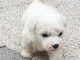 Magnifique et adorable chiot bichon frisé