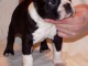 Magnifique et adorable chiot boston terrier