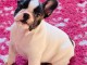 Magnifique et adorable chiot bouledogue 