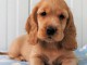 Magnifique et adorable chiot cokers 