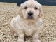 Magnifique et adorable chiot golden retriever 