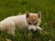 Magnifique et adorable chiot husky siberien 