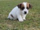 Magnifique et adorable chiot jack russell 