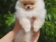 Magnifique et adorable chiot spitz nain 