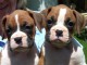 Adorables chiots boxer lof 