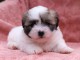 chiot coton de tulear trois mois