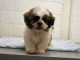 chiot shih-tzu trois mois