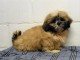 chiot shih-tzu trois mois