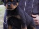 chiot rottweiler trois mois