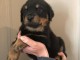 chiot rottweiler trois mois