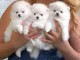 chiot spitz-spitz-nain-pomeranie trois mois