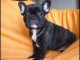 chiot bouledogue anglais trois mois