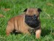 chiot boulodogue fancais trois mois