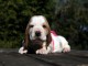 Magnifique et adorable chiot basset hound 