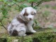 Magnifique et adorable chiot berger australien