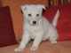 Magnifique et adorable chiot berger blanc suisse