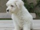 Magnifique et adorable chiot bichon maltais