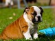 Magnifique et adorable chiot bulldog anglais 