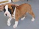 Magnifique et adorable chiot boxer 