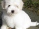 Magnifique et adorable chiot coton de tulear 