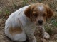 Magnifique et adorable chiot epagneul breton 