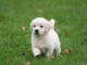 Magnifique et adorable chiot golden retriever 
