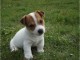 Magnifique et adorable chiot jack russell 