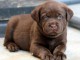 Magnifique et adorable chiot labrador 