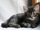 magnifiques chaton Siberien âgé de 3 mois