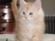 adoption magnifique chaton Maine Coon âgé de 3 mois